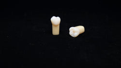 A20AN-200#3 (1.6) Upper Right 1st Molar Composite Resin with Natural Hardness Kilgore Teeth Nissin-A20AN-200#3-Kilgore Int