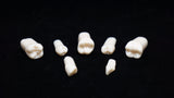 A5A-200#13 (2.5) Upper Left 2nd Pre-molar Kilgore Teeth Nissin-A5A-200#13-Kilgore Int