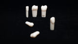 A5A-200#4 (1.5) Upper Right 2nd Pre-molar Kilgore Teeth Nissin-A5A-200#4-Kilgore Int