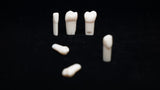 A5A-200#5 (1.4) Upper Right 1st Pre-molar Kilgore Teeth Nissin-A5A-200#5-Kilgore Int