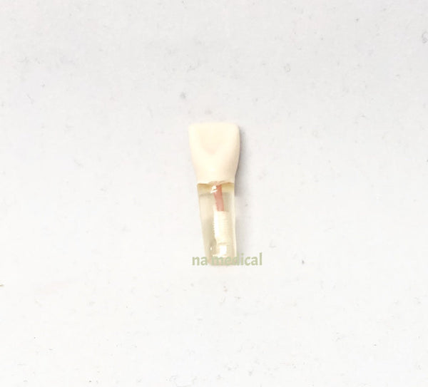S12 #9 (2.1)Upper Left Central Incisor-Endodontic Teeth with Transparent Root-S12#9-Kilgore Int