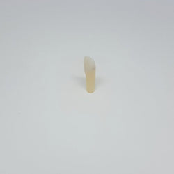 A27#22C 2.2 Class III MD (Minimal) Composite Resin Teeth with Caries Kilgore Teeth Nissin