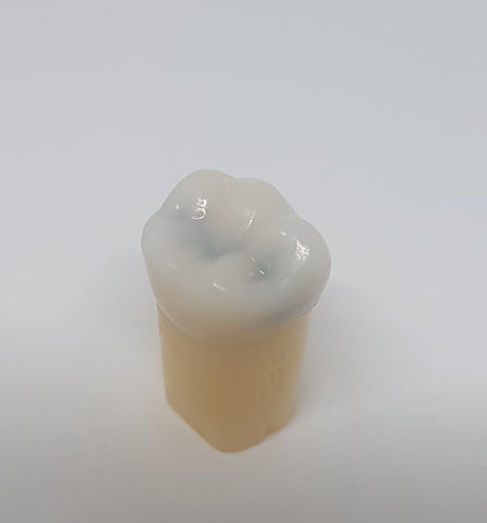 A27 #36C Composite Resin Teeth with Caries Kilgore Teeth Nissin