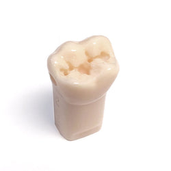 A21-LL66L (3.6) 19 M/O/D Pre-Prepared Teeth Kilgore Nissin