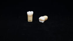 A20AN-200#19 (3.6) Lower Left 1st Molar Composite Resin with Natural Hardness Kilgore Teeth Nissin-A20AN-200#19-Kilgore Int