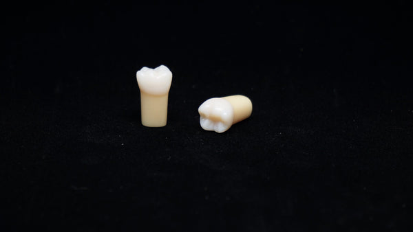 A20AN-200#30 (4.6) Lower Right 1st Molar Composite Resin with Natural Hardness Kilgore Teeth Nissin-A20AN-200#30-Kilgore Int