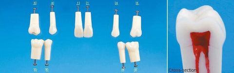 A22-200 (1.6) 3 - Composite Resin Teeth with Hollow Pulp Kilgore Teeth Nissin-A22-200#3-Kilgore Int