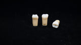 A27#37 3.7 O Composite Resin Teeth with Caries Kilgore Teeth Nissin-A27#37-Kilgore Int