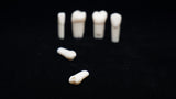 A5A-200#12 (2.4) Upper Left 1st Pre-molar Kilgore Teeth Nissin-A5A-200#12-Kilgore Int