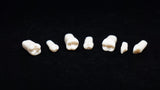 A5A-200#29 (4.5) Lower Right 2nd Pre-molar Kilgore Teeth Nissin-A5A-200#29-Kilgore Int