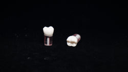 S12 #30 (4.6) Lower Right 1st Molar Endodontic Teeth with Transparent Root-S12#30-Kilgore Int