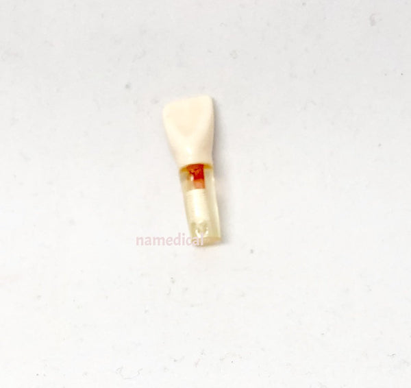 S12 #8 (1.1) Upper Right Central Incisor Endodontic Teeth with Transparent Root-S12#8-Kilgore Int