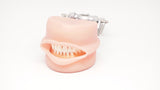 Typodont Soft silicone gingivae with Oral Cavity & Plates Kilgore Nissin-D95SDP-200-GUB-MF-OCC-Kilgore Int