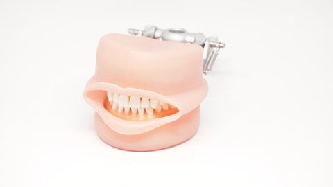 Typodont Soft silicone gingivae with Oral Cavity & Plates Kilgore Nissin-D95SDP-200-GUB-MF-OCC-Kilgore Int